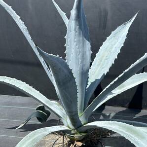 Agave americana sp アガベ アメリカーナ 特大株 美株 2の画像4