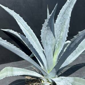 Agave americana sp アガベ アメリカーナ 特大株 美株 2の画像2