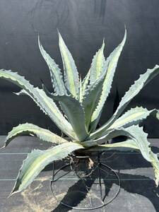 Agave americana v.expansa mediopicta pallida アガベ　エクスパンサ　パリーダ　美株　大株　2