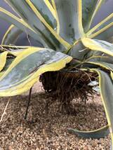 Agave Weberi Arizona Star アガベ　ウェベリー　アリゾナスター　特大株　美株　ドデカイ！_画像10