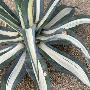 Agave americana var. medio picta 'Alba' アガベ アメリカーナ メディオピクタ アルバ 華厳 大株の画像5