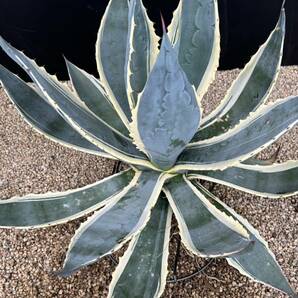 Agave americana 'Marshmallow Cream' アガベ アメリカーナ マシュマロクリーム 大株の画像3