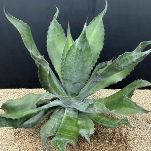 Agave salmiana v.feroxCrazy Horse アガベ サルミアナ フェロックス クレイジーホース 美株 特大株 2の画像5