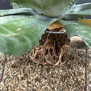 Agave salmiana v.feroxCrazy Horse アガベ サルミアナ フェロックス クレイジーホース 美株 特大株 2の画像8