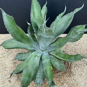 Agave salmiana v.feroxCrazy Horse アガベ サルミアナ フェロックス クレイジーホース 美株 特大株 2の画像6