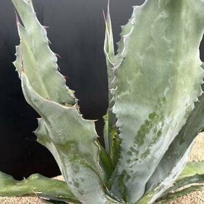 Agave salmiana v ferox Dwarf アガベ サルミアナ フェロックス ドワーフ コンパクタ 特大 美株の画像3