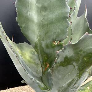 Agave salmiana v ferox Dwarf アガベ サルミアナ フェロックス ドワーフ コンパクタ 特大 美株の画像5