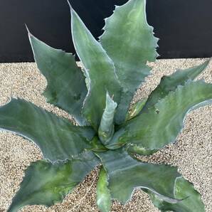 Agave salmiana v ferox Dwarf アガベ サルミアナ フェロックス ドワーフ コンパクタ 特大 美株の画像8