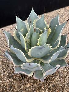 Agave potatorum marginata “White edge” アガベ　ポタトラム ホワイト エッジ　美株