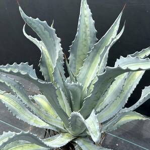 Agave americana v.expansa mediopicta pallida アガベ エクスパンサ パリーダ 美株 大株 2の画像2