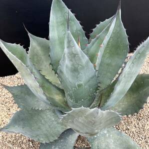 Agave hybrid ovaticata ovatifolia x truncata アガベ ハイブリッド オバティカータ オバティフォリア × トランカータ 美株 大株の画像4