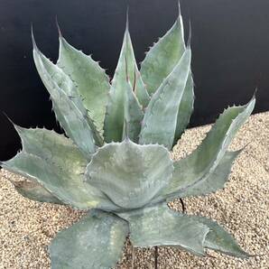 Agave hybrid ovaticata ovatifolia x truncata アガベ ハイブリッド オバティカータ オバティフォリア × トランカータ 美株 大株の画像5