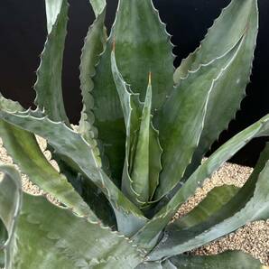 Agave salmiana v.feroxCrazy Horse アガベ サルミアナ フェロックス クレイジーホース 美株 特大株 1の画像5