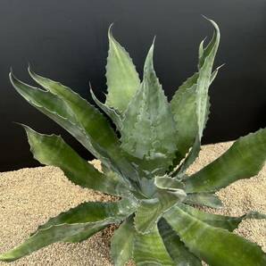 Agave salmiana v.feroxCrazy Horse アガベ サルミアナ フェロックス クレイジーホース 美株 特大株 1の画像6