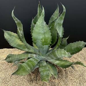 Agave salmiana v.feroxCrazy Horse アガベ サルミアナ フェロックス クレイジーホース 美株 特大株 2の画像2