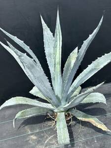 Agave americana sp アガベ　アメリカーナ　特大株　美株　1