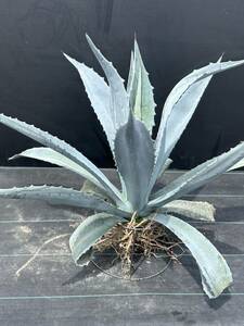 Agave americana sp アガベ　アメリカーナ　大株　美株　2