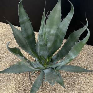 Agave salmiana ssp. crassispina アガベ サルミアナ クラッシスピナ 美株 大株の画像3