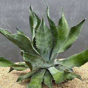 Agave salmiana v.feroxCrazy Horse アガベ サルミアナ フェロックス クレイジーホース 美株 特大株 1の画像6