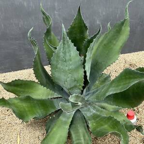 Agave salmiana v.feroxCrazy Horse アガベ サルミアナ フェロックス クレイジーホース 美株 特大株 1の画像3