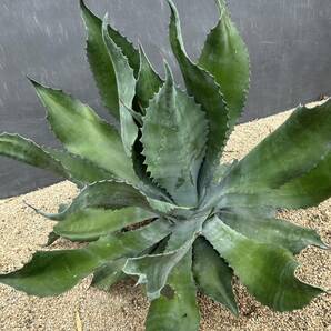 Agave salmiana v.feroxCrazy Horse アガベ サルミアナ フェロックス クレイジーホース 美株 特大株 1の画像7