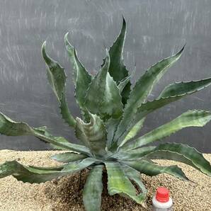 Agave salmiana v.feroxCrazy Horse アガベ サルミアナ フェロックス クレイジーホース 美株 特大株 2の画像1