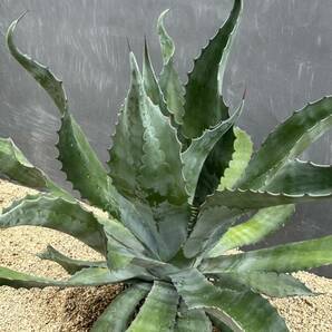 Agave salmiana v.feroxCrazy Horse アガベ サルミアナ フェロックス クレイジーホース 美株 特大株 2の画像4