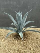 Agave americana sp アガベ　アメリカーナ　大株　美株　2_画像4