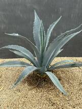 Agave americana sp アガベ　アメリカーナ　大株　美株　2_画像1