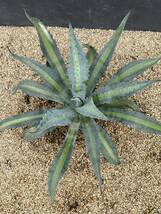 Agave americana v.expansa mediopicta pallida アガベ　エクスパンサ　パリーダ　美株　大株　1_画像3