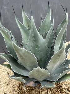 Agave colorata hyb アガベ　コロラータ ハイブリッド　コロラータ×サルミアナ　大株　最高美株^ ^ 