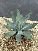 Agave parryi アガベ　パリー　大株　美株_画像2
