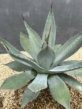 Agave parryi アガベ　パリー　大株　美株_画像7