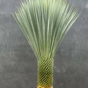 1 Yucca rostrata ユッカ ロストラータ 幹太 大株 美株 ベアルート フレッシュインポート 再出品無の画像7