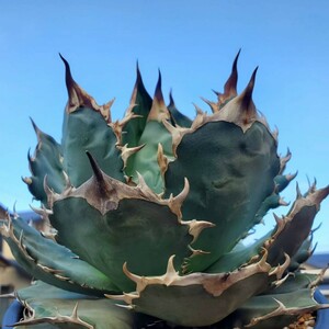 【子株】アガベ オテロイ from イタリア Agave oteroi from Italy