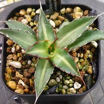 【現品】アガベ キシロナカンサ Agave xylonacantha /ヒダルゴ イダルゴ Hidalgo_画像3