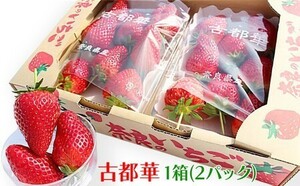 ☆☆☆3つ星 奈良産!プレミアム苺【古都華（ことか)イチゴ】2L~4Lサイズ☆旨さ甘さ鮮度完璧☆古都華 苺 2パック入り 大玉