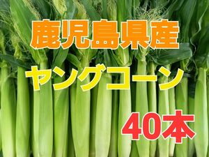 おすすめ！【鹿児島県産】期間限定!! 旬の皮付きヤングコーン40本 おまけ付き 