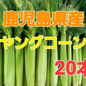 期間限定！【鹿児島県産】旬の皮付きヤングコーン20本 おまけ付き