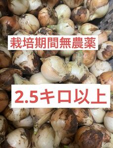 新たまねぎ 農家直送 静岡県 浜松市 篠原産 2.5キロ ブランド野菜 玉ねぎ 訳あり