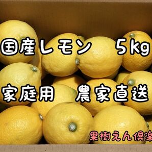 国産レモン５kg家庭用　愛媛産