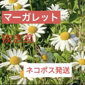 【マーガレット】抜き苗　無農薬自家栽培宿根草1年枯ネコポスいっぱい白花フランスギク