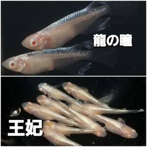 アルビノメダカ　2種類の卵　各20個＋α（王妃メダカと龍の瞳メダカ）