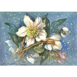 Art hand Auction Erica von Kager Christmas Rose Postcards Made in Switzerland Greeting Cards Flowers Postcards Patamine, Printed materials, Postcard, Postcard, others