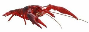  Fujimi free research 24. kimono compilation America crayfish ( red )