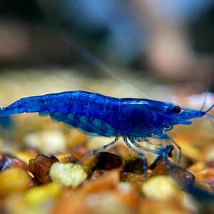 [ Cherry shrimp ] Dream blue 10 pcs (+3 pcs service ) § heaven .§