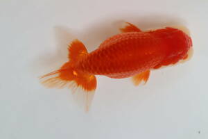 丸長 D 品評会、極上種魚！ 14.5cm　オス 1匹　明け二歳魚！【 静岡県 森町　花島忠次氏！】