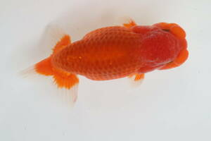 丸長 B4 品評会、極上種魚！ 【 愛知県 田原市 横田利行氏！】13cm　オス 1匹　明け二歳魚！