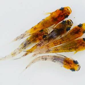 丸長メダカ オ4【 和墨三色 パレット様直系 種親クラス 若魚 】6匹！ メス 3匹、オス 3匹！ めだか 現物出品！の画像1