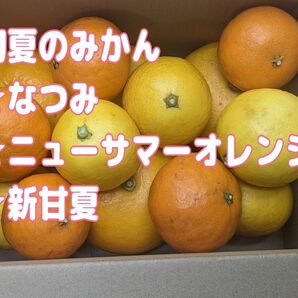 初夏の柑橘ミニセット